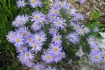 Aster Japonez - Kalimeris incisa „Nana Blue” - planta perena la ghiveci P9 - imagine 3