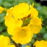 Luminita de Seara - Oenothera fruticosa 'Fyrverkeri' la ghiveci P9 - H 5-10 cm - imagine 4