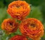 Piciorul Cocosului - Ranunculus asiaticus Orange Buttercup - pachet 10 rizomi (Livrarea dupa 10 Septembrie) - imagine 2