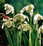 Bulbi Ghiocei dubli Flore Pleno marime 5+  - pachet 5 bulbi (Acest produs se livreaza dupa 10 Septembrie)