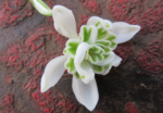 Bulbi Ghiocei dubli Flore Pleno marime 5+  - pachet 5 bulbi (Acest produs se livreaza dupa 10 Septembrie) - imagine 2