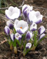 Brandusa - Crocus Prins Claus marime 5/7 - pachet 5 bulbi (Livrarea dupa 10 Septembrie) - imagine 2