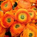 Piciorul Cocosului - Ranunculus asiaticus Orange Buttercup - pachet 10 rizomi (Livrarea dupa 10 Septembrie) - imagine 3