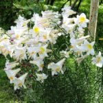 Crin Regale Album parfumat marime 16/18 - 1 bulb - imagine 2