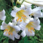 Crin Regale Album parfumat marime 16/18 - 1 bulb