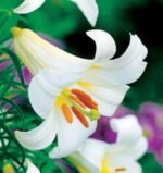 Crin Regale Album parfumat marime 16/18 - 1 bulb - imagine 3