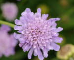 Scabiosa 'Butterfly Blue' (Floarea cu pernuță de ace) - planta perena la ghiveci P9 - imagine 3