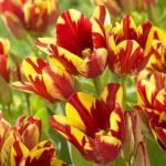 Bulbi Lalele Multiflora Wonder Club marime 12+ -pachet 3 bucati (Acest produs se livreaza dupa 10 Septembrie) - imagine 2