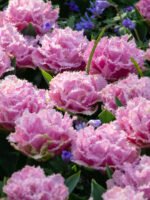 Bulbi lalele duble franjurate Perth marime 12+ - pachet 3 bulbi (Livrarea dupa 10 Septembrie)