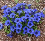 Gentiana acaulis - planta perena vesnic verde la ghiveci P10 - H 5-10 cm (Livrarea dupa 10 Septembrie)
