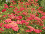 Achillea millefolium 'Paprika' - Coada soricelului decorativa la ghiveci P10 - H 5 -10 cm