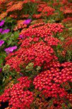 Achillea millefolium 'Paprika' - Coada soricelului decorativa la ghiveci P10 - H 5 -10 cm - imagine 3