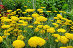 Achillea filipendulina „Cloth of Gold” (Panza de Aur) - Coada soricelului decorativa la ghiveci P10 - H 5 -10 cm