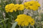 Achillea filipendulina „Cloth of Gold” (Panza de Aur) - Coada soricelului decorativa la ghiveci P10 - H 5 -10 cm - imagine 2