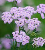 Achillea millefolium 'Lilac Beauty' - Coada soricelului decorativa la ghiveci P10 - H 5 -10 cm