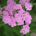 Achillea millefolium 'Lilac Beauty' - Coada soricelului decorativa la ghiveci P10 - H 5 -10 cm - imagine 2
