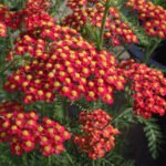 Achillea millefolium 'Paprika' - Coada soricelului decorativa la ghiveci P10 - H 5 -10 cm - imagine 2