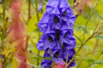 Aconitum carmichaelii „Arendsii” (Monkshood) - Gluga Calugarului la ghiveci P9