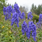 Aconitum carmichaelii „Arendsii” (Monkshood) - Gluga Calugarului la ghiveci P9 - imagine 2