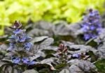 Ajuga Reptans Atropurpurea - Vinetica  la ghiveci P10 - H 5 -10 cm (Livrarea dupa 10 Septembrie) - imagine 2