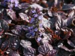 Ajuga Reptans Atropurpurea - Vinetica  la ghiveci P10 - H 5 -10 cm (Livrarea dupa 10 Septembrie)