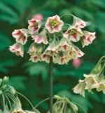 Bulbi Allium Siculum - (Nectaroscordum Tripedale)  Ceapa decorativa - pachet 3 bucati marime 10/12 (Livrarea dupa 10 Septembrie)