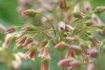 Bulbi Allium Siculum - (Nectaroscordum Tripedale)  Ceapa decorativa - pachet 3 bucati marime 10/12 (Livrarea dupa 10 Septembrie) - imagine 2