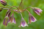 Bulbi Allium Siculum - (Nectaroscordum Tripedale)  Ceapa decorativa - pachet 3 bucati marime 10/12 (Livrarea dupa 10 Septembrie) - imagine 3