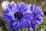 Anemone coronaria de Caen cu flori duble „Lord Lieutenant” - 10 bulbi marime 5+ (Livrarea dupa 10 Septembrie)