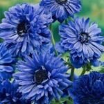 Anemone coronaria de Caen cu flori duble „Lord Lieutenant” - 10 bulbi marime 5+ (Livrarea dupa 10 Septembrie) - imagine 2