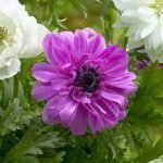 Anemone coronaria de Caen cu flori duble „Admiral” - pachet 10 bulbi marime 5+ (Livrarea dupa 10 Septembrie ) - imagine 3