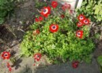Anemone coronaria de Caen cu flori duble „The Governor” - 10 bulbi marime 5+ (Livrarea dupa 10 Septembrie ) - imagine 2
