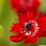 Anemone coronaria de Caen cu flori duble „The Governor” - 10 bulbi marime 5+ (Livrarea dupa 10 Septembrie ) - imagine 3