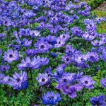 Anemone coronaria de Caen cu flori duble „Lord Lieutenant” - 10 bulbi marime 5+ (Livrarea dupa 10 Septembrie) - imagine 3