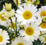 Anthemis tinctoria Sauce Hollandaise - Musetel ornamental la ghiveci P9 - H 5-10 cm (Livrarea dupa 10 Septembrie)