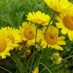 Anthemis tinctoria „Kelwayi” - Musetel Auriu Kelwayi la ghiveci P9 - imagine 2