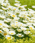 Anthemis tinctoria Sauce Hollandaise - Musetel ornamental la ghiveci P9 - H 5-10 cm (Livrarea dupa 10 Septembrie) - imagine 2