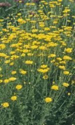 Anthemis tinctoria „Kelwayi” - Musetel Auriu Kelwayi la ghiveci P9 - imagine 3