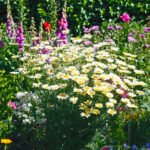 Anthemis tinctoria Sauce Hollandaise - Musetel ornamental la ghiveci P9 - H 5-10 cm (Livrarea dupa 10 Septembrie) - imagine 3