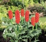 Bulbi Rodul Pamantului - Arum Italicum Maromratum - pachet 3 bucati