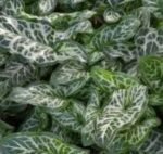 Bulbi Rodul Pamantului - Arum Italicum Maromratum - pachet 3 bucati - imagine 2