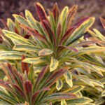 Planta perena vesnic verde Euphorbia Ascott Rainbow la ghiveci P11 - H 20-25 cm