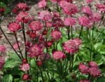 Astrantia major Primadonna la ghiveci P9 - H 5-10 cm