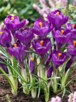 Brandusa - Crocus Flower Record cu floare mare marime 8/9 - pachet 5 bulbi - imagine 2