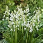 Scilla Campanulata Alba - Clopotel Spaniol - pachet 3 bulbi marime 6/7 (Livrarea dupa 10 Septembrie)