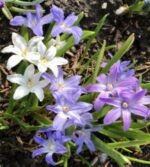 Bulbi  Chionodoxa forbesii mix culori - Gloria Zăpezii - pachet 3 bulbi marime 5/6 (Livrarea dupa 10 Septembrie) - imagine 2