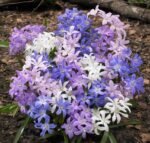 Bulbi  Chionodoxa forbesii mix culori - Gloria Zăpezii - pachet 3 bulbi marime 5/6 (Livrarea dupa 10 Septembrie)