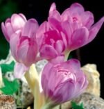 Brandusa de toamna -Colchicum Gyant - 1 bulb marime 20/22 (Livrarea dupa 10 Septembrie)