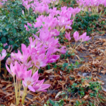 Brandusa de toamna -Colchicum Gyant - 1 bulb marime 20/22 (Livrarea dupa 10 Septembrie) - imagine 4
