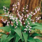 Convallaria majalis „Rosea” sau lacramioara roz  - 1 radacina nuda - imagine 2
